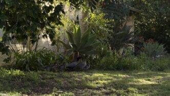 Ducks in the garden