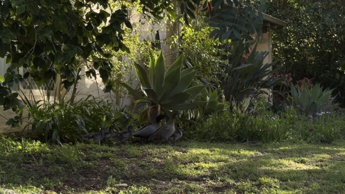 Ducks in the garden
